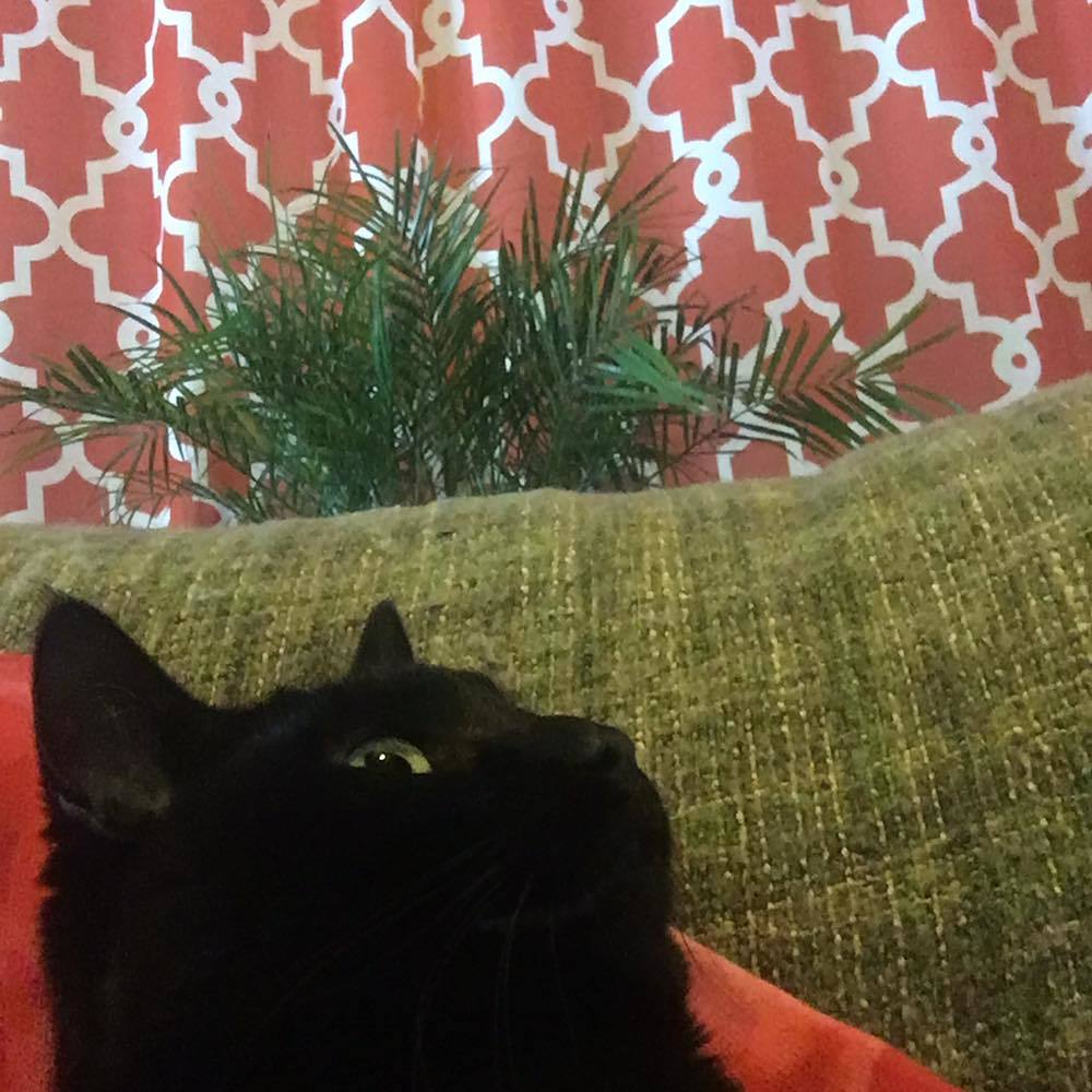 Meet your Posher, Lea